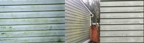 Algae and moss on residential siding