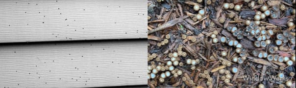 Tiny black artillery fungus spores on siding, and the mulch they come from