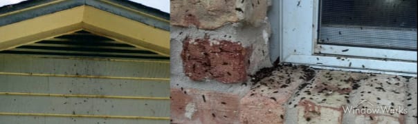 Bat droppings on residential siding