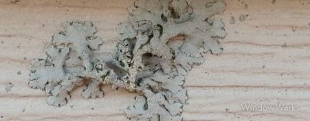 Lichen growing on residential siding
